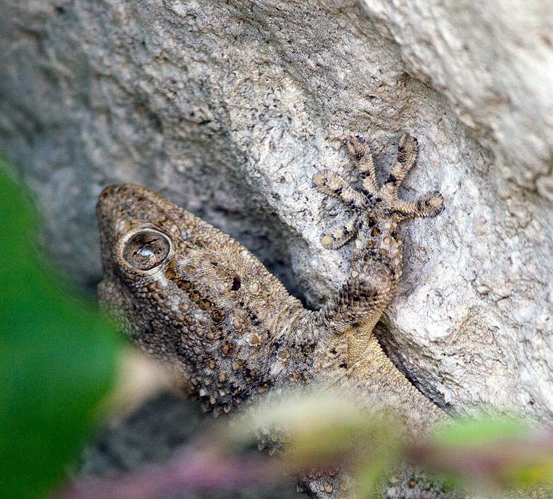 Podarcis sicula con preda e geco da indent.